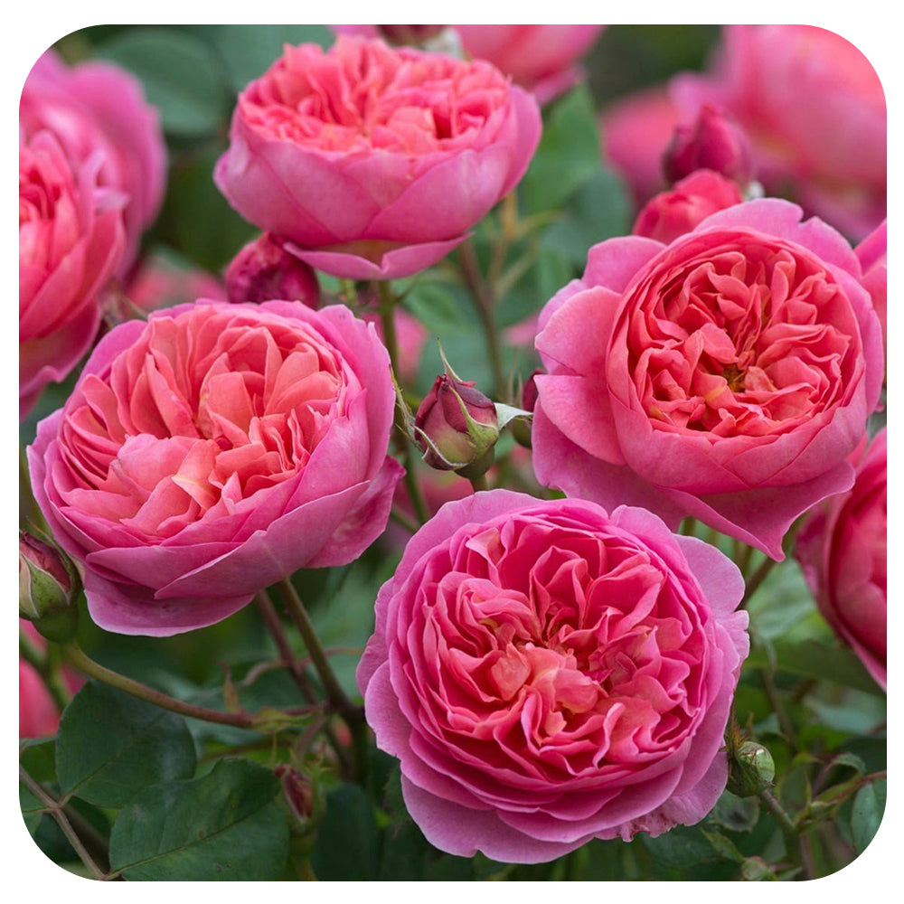 Boscobel Rose by David Austin