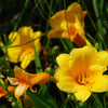 Daylily ‘Stella de Oro’ (Hemerocallis)