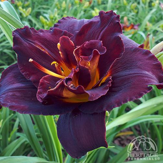 Daylily 'Voodoo Dancer' (Hemerocallis)