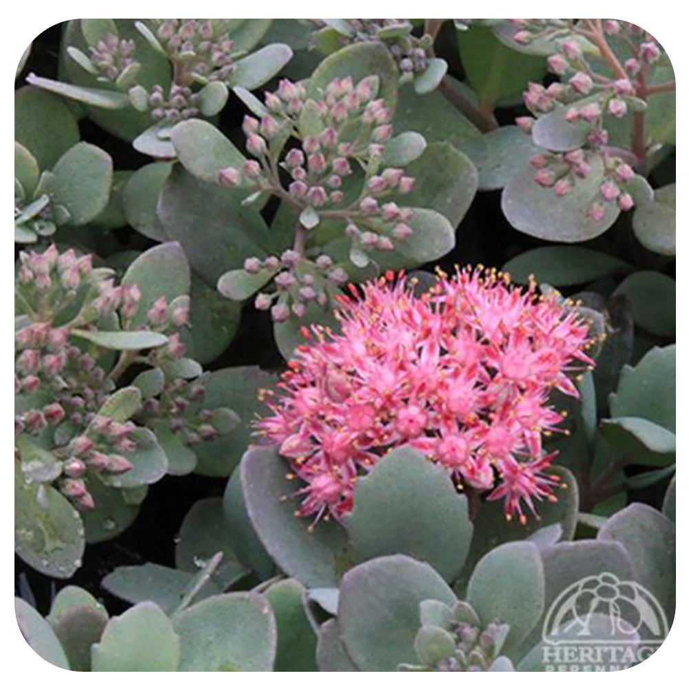 Sedum SUNSPARKLER ‘Dazzleberry'’