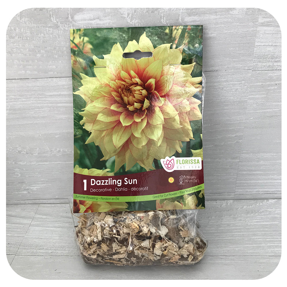 Dahlia Dec - Dazzling sun