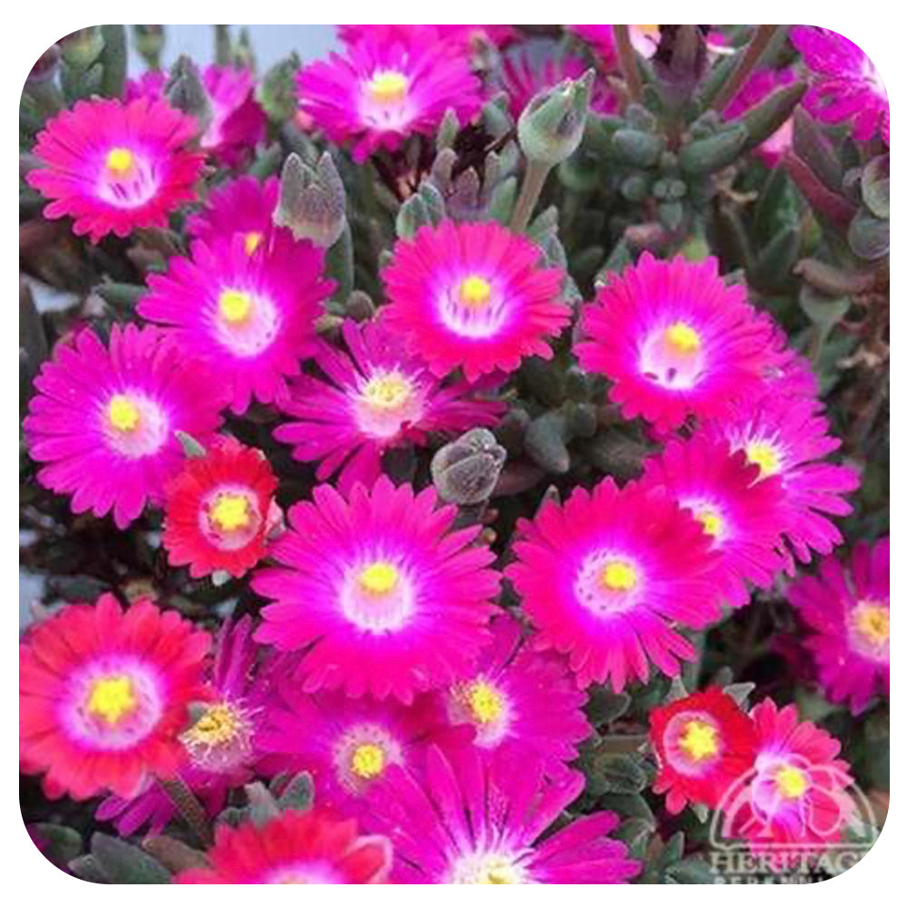 Ice Plant ‘Amethyst’ (Delosperma)