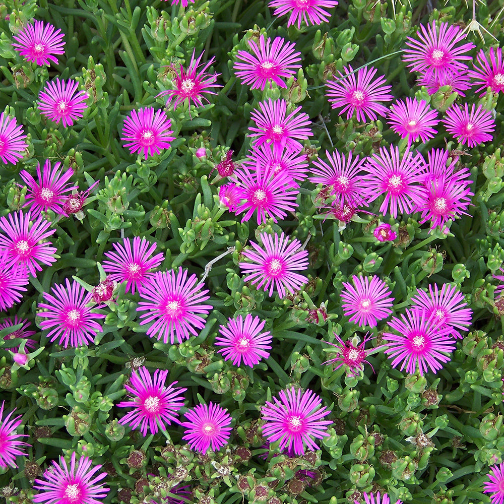 Ice Plant ‘Candystone’ (Delosperma)