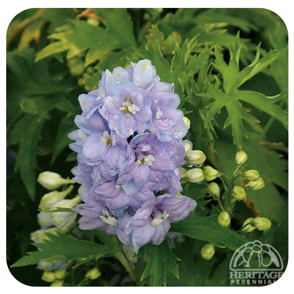 Delphinium ‘Guardian Lavender'