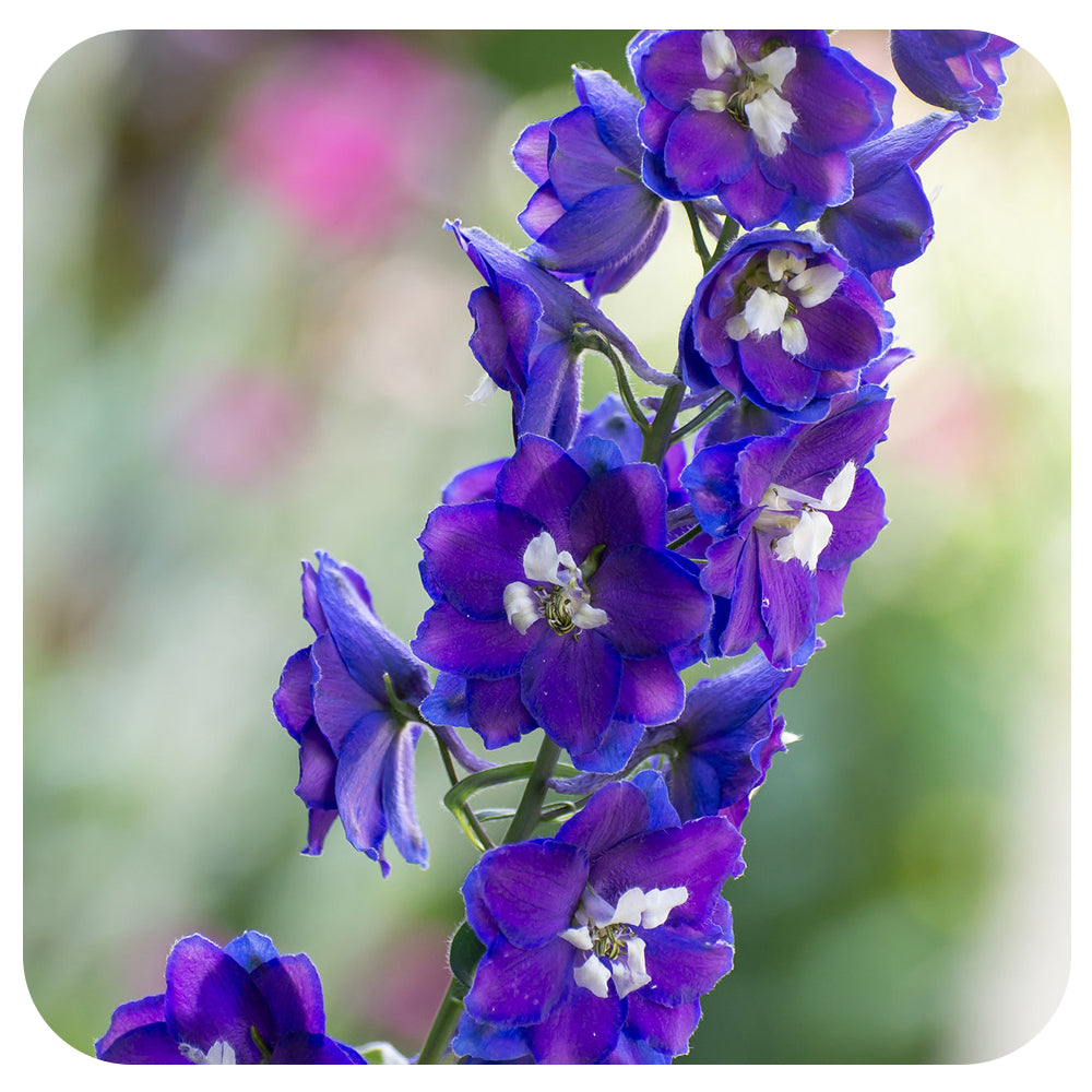 Delphinium Delphina 'Dark Blue White Bee'