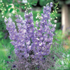 Delphinium elatum ‘Aurora Lavender’