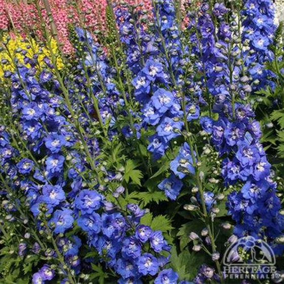 Delphinium elatum ‘Aurora Blue’