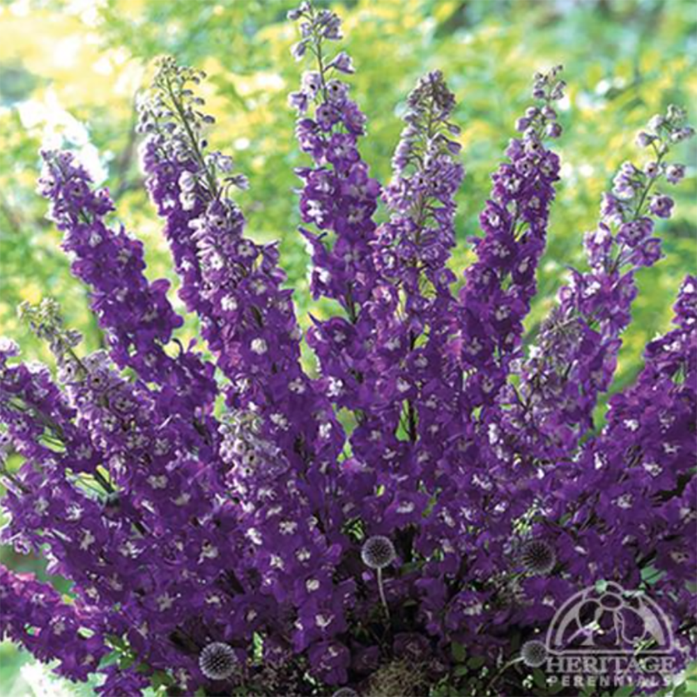 Delphinium elatum ‘Aurora Deep Purple’