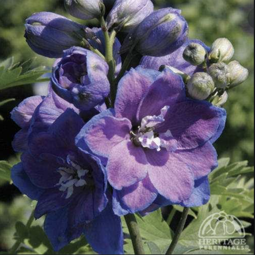 Delphinium ‘Guardian Blue’