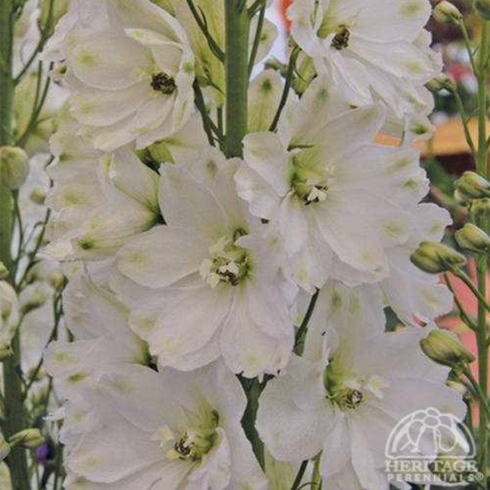 Delphinium Guardian White