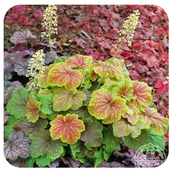 Coral Bells 'Delta Dawn' (Heuchera)