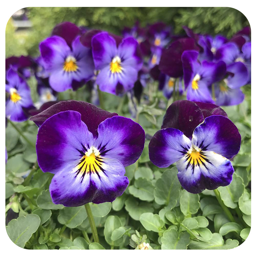Viola