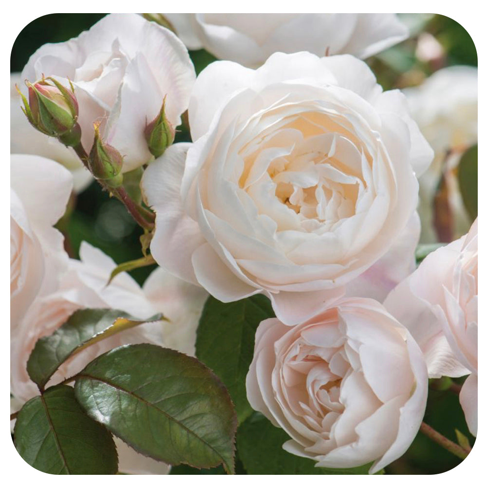 Desdemona Rose by David Austin