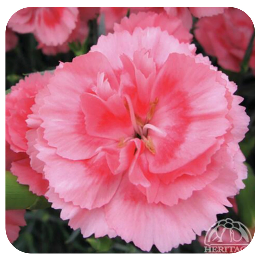Dianthus  ‘Romancer’ Scent First Series