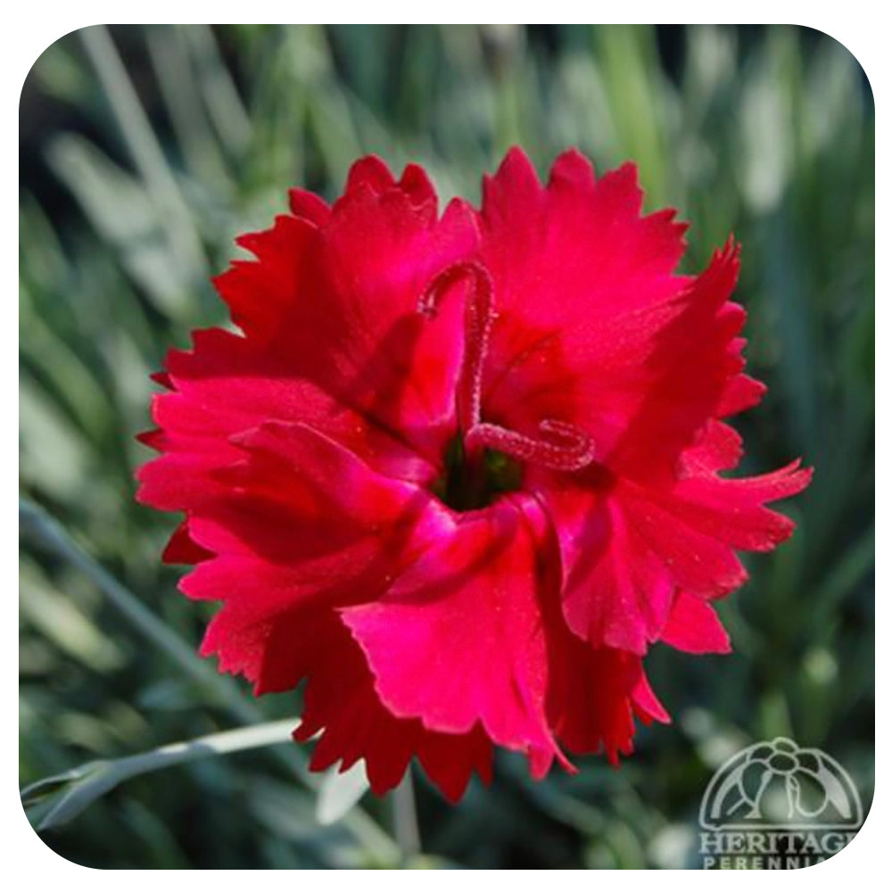 Dianthus ‘Fire Star’