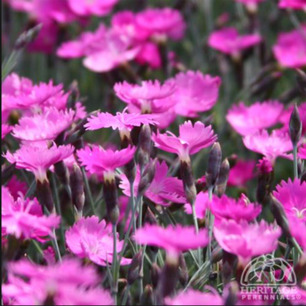 Dianthus 'Firewitch"