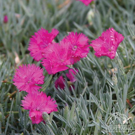 Dianthus ‘Neon Star’