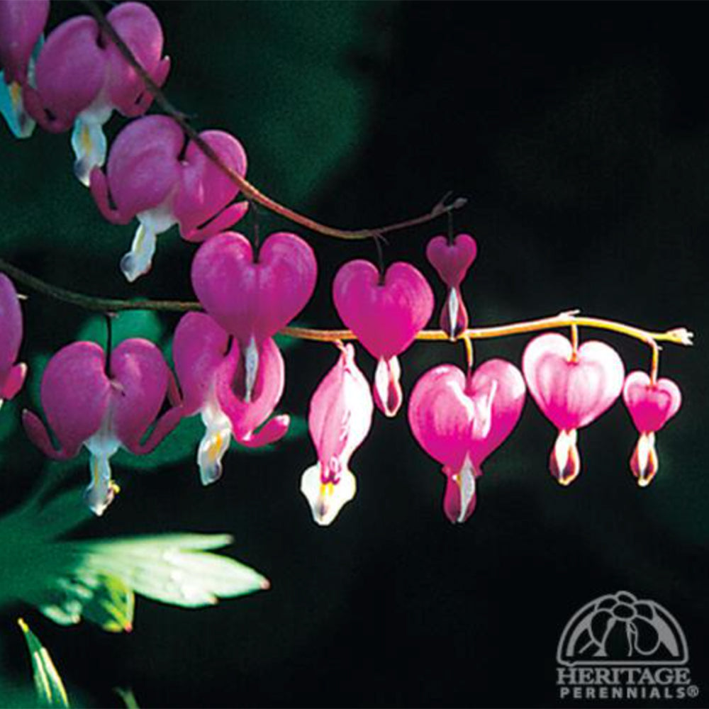 Bleeding Heart (Dicentra spectabilis)