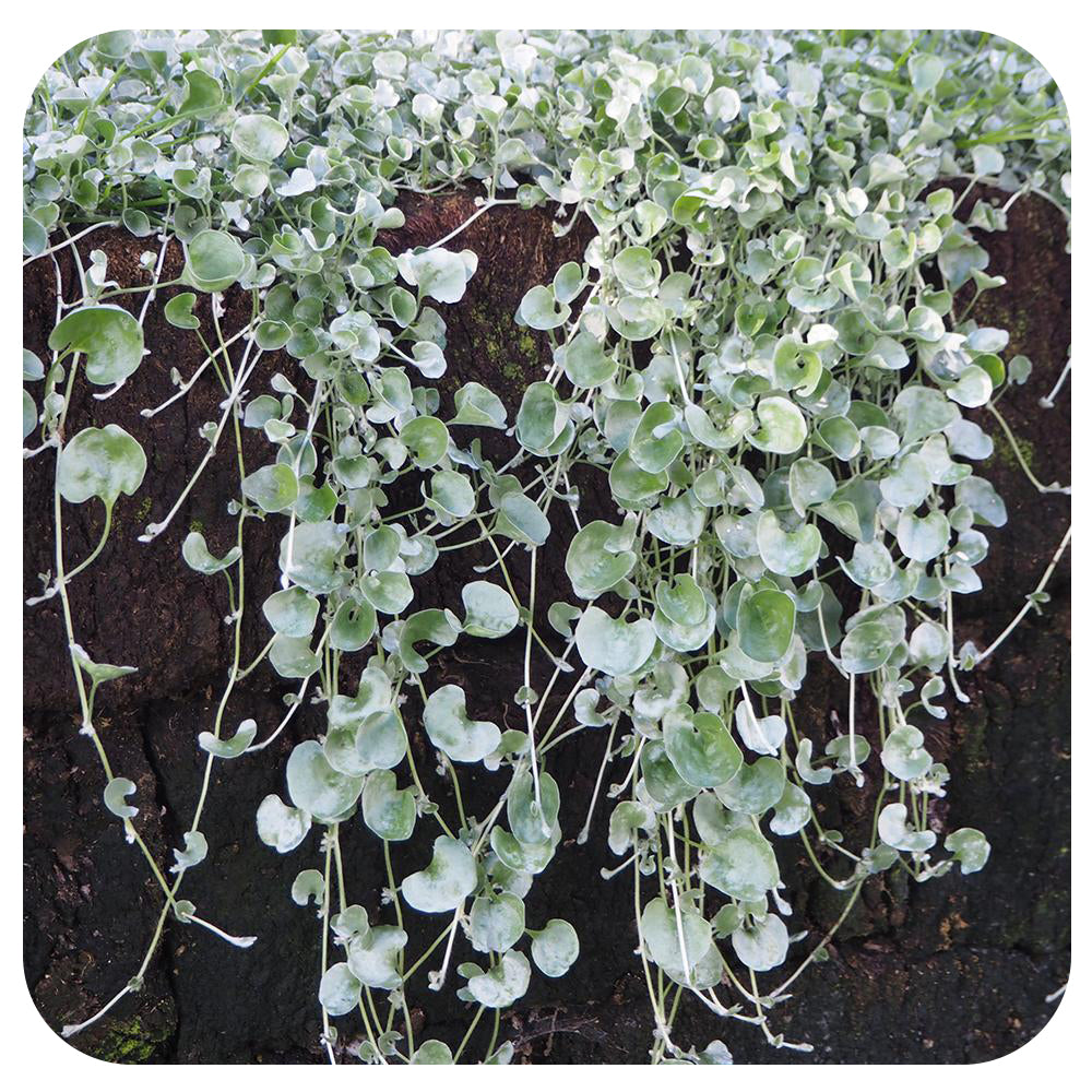 Dichondra 'Silver Falls'