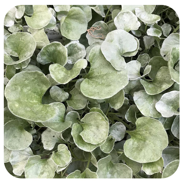 Dichondra 'Silver Falls' - Davenport Garden Centre