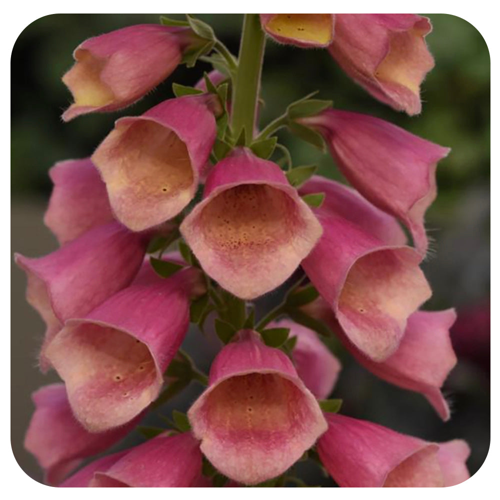 Foxglove ‘Arctic Fox Rose’ (Digitalis)