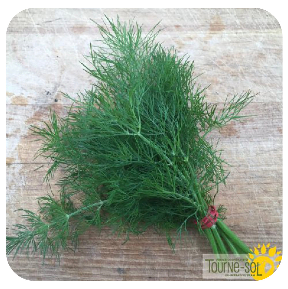 Bouquet Dill Seeds  - Organic (Past Expiration Date