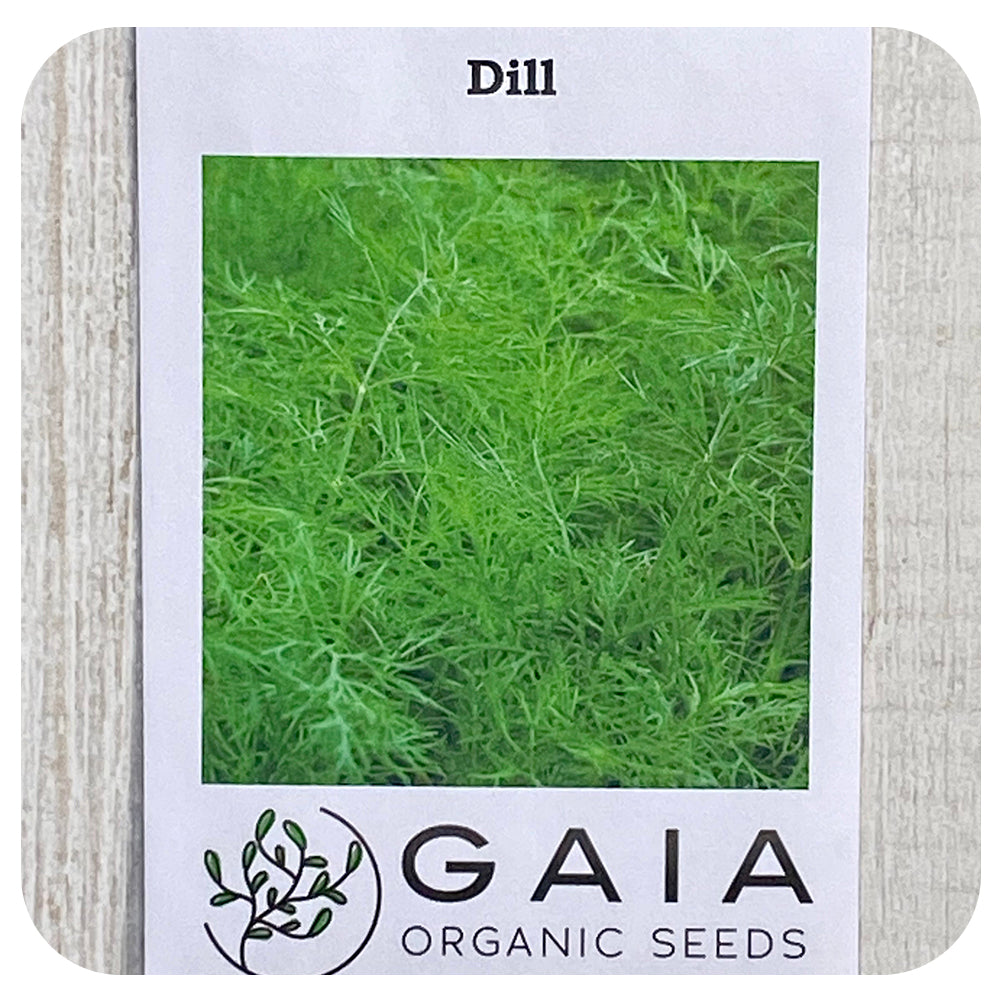 Dill 'Greensleeves' Seeds (Organic)