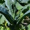 Kale dinosaur - Organic