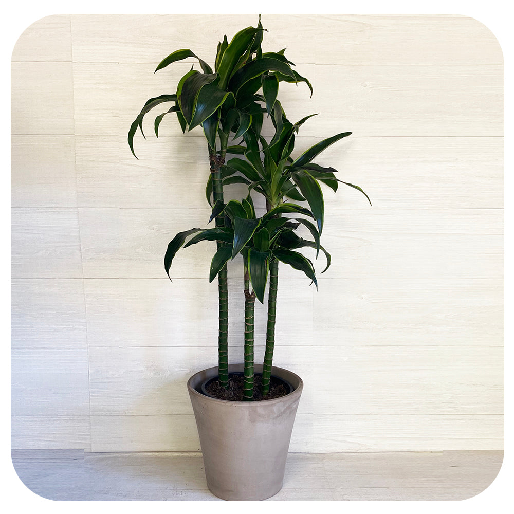 dracaena dorado Dracaena Dorado Cane