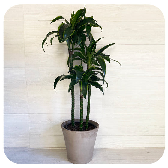 Dracaena Dorado Cane