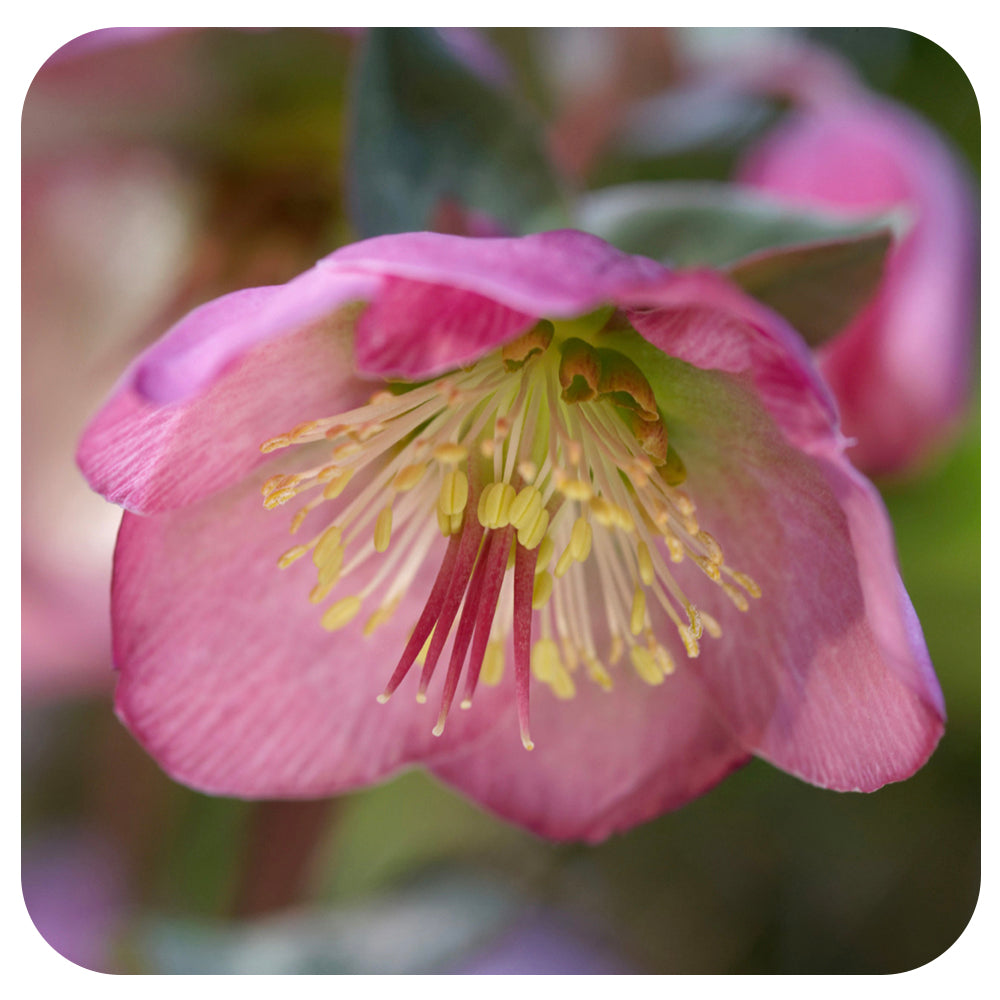 Helleborus ‘Dorothy's Dawn’ (Lenten Rose)