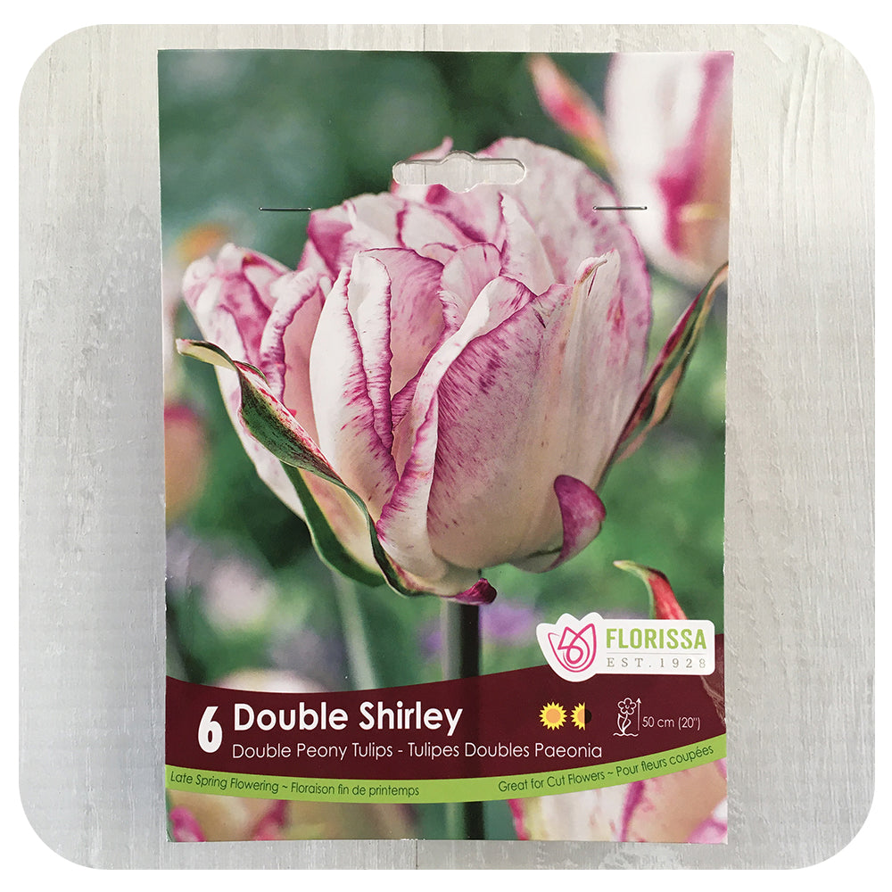 Tulip 'Double Shirley'