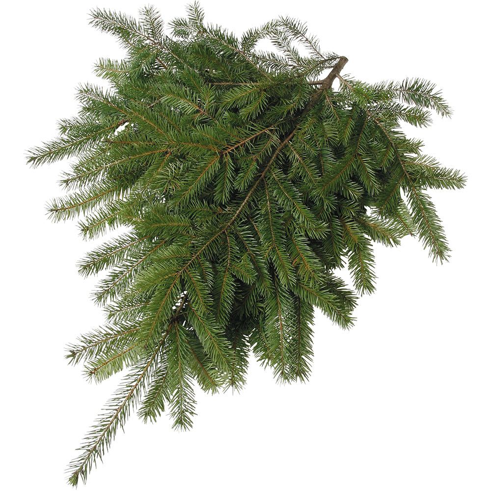Douglas Fir