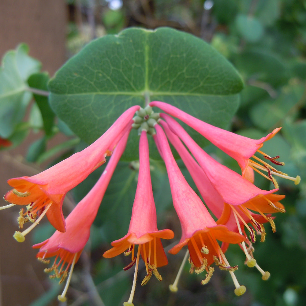 Honeysuckle 'Dropmore Scarlet' (Lonicera x brownii 'Dropmore Scarlet')