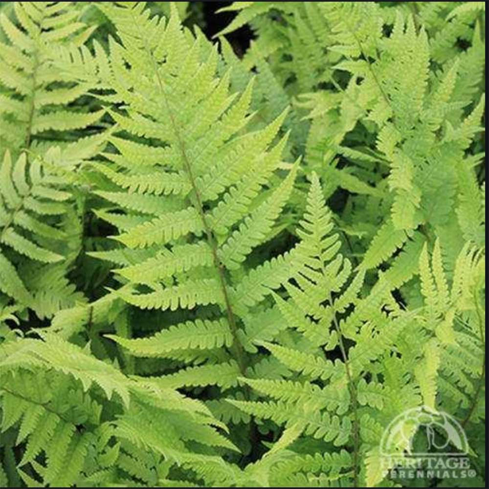 Dixie Wood Fern (Dryopteris × australis)