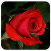 Dublin Bay Rose by Weeks Roses (Climbing Rose)