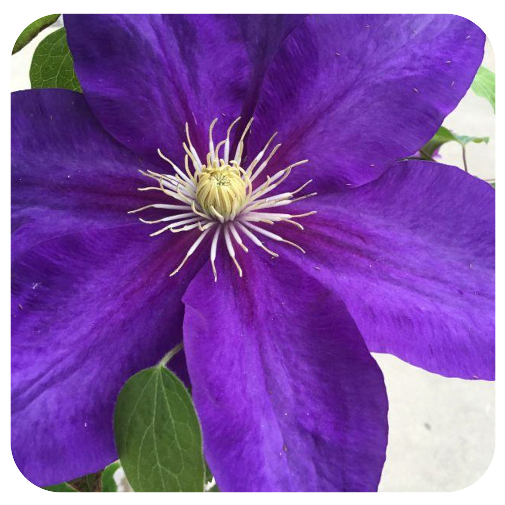 The Duchess of Cornwall by Raymond Evison