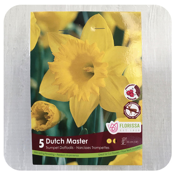 Daffodil 'Dutch Master'(Narcissus)
