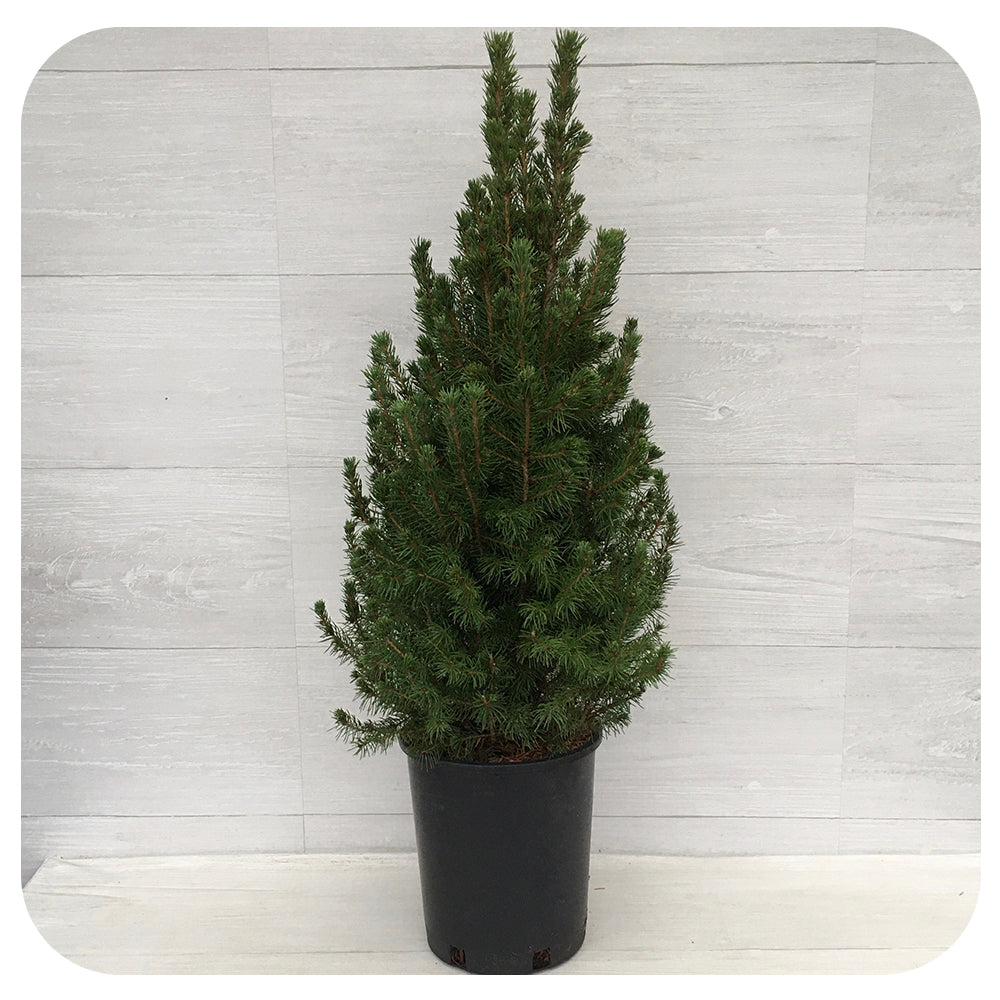 Potted Dwarf Alberta Spruce