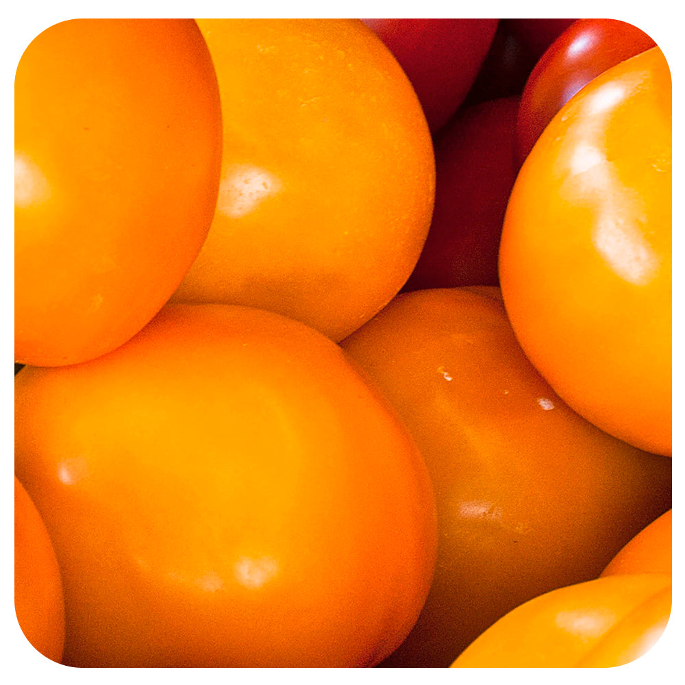 Earl of Edgecombe Tomato (Organic)