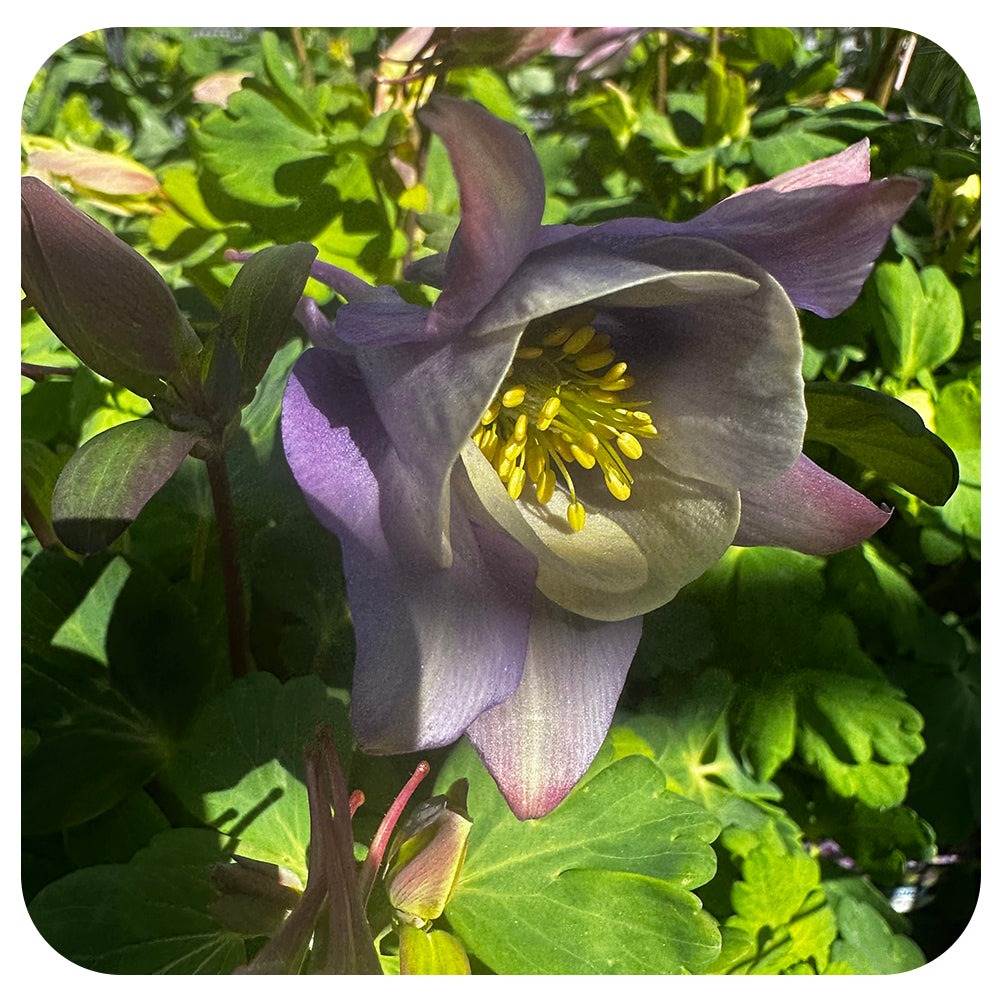 Columbine ‘Earlybird’ Purple Blue (Aquilegia hybrida)