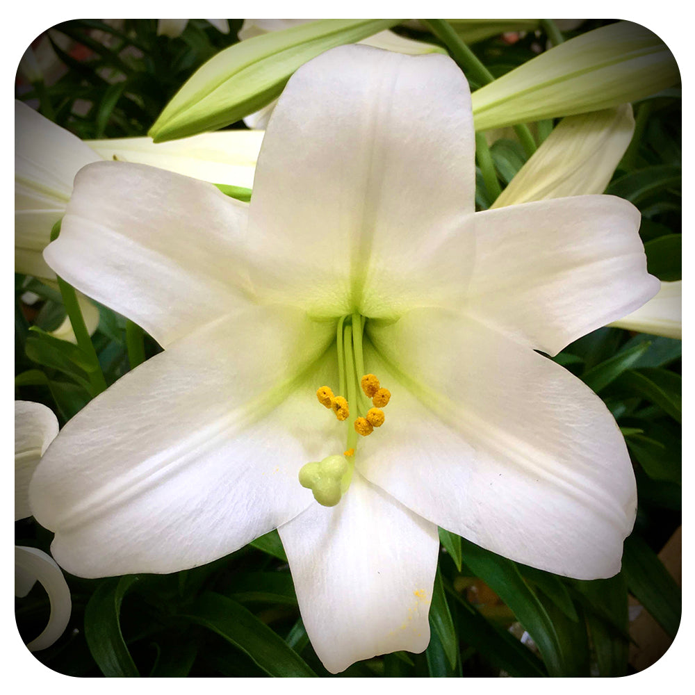 Easter Lily