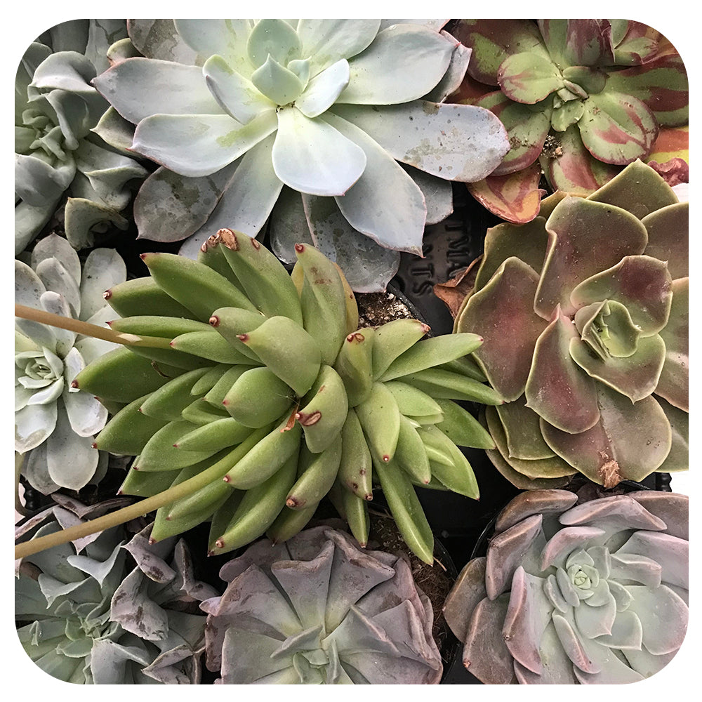 Echeveria - Assorted 3.5" - 4"