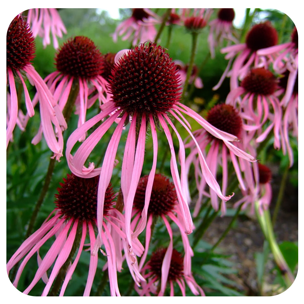 Echinacea pallida (Pale Purple Coneflower) - NATIVE PERENNIAL