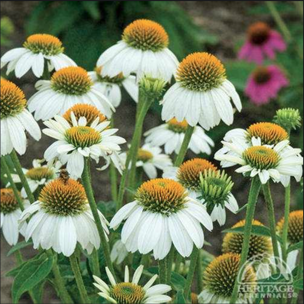 White Coneflower 'Powwow White' (Echinacea purpurea)