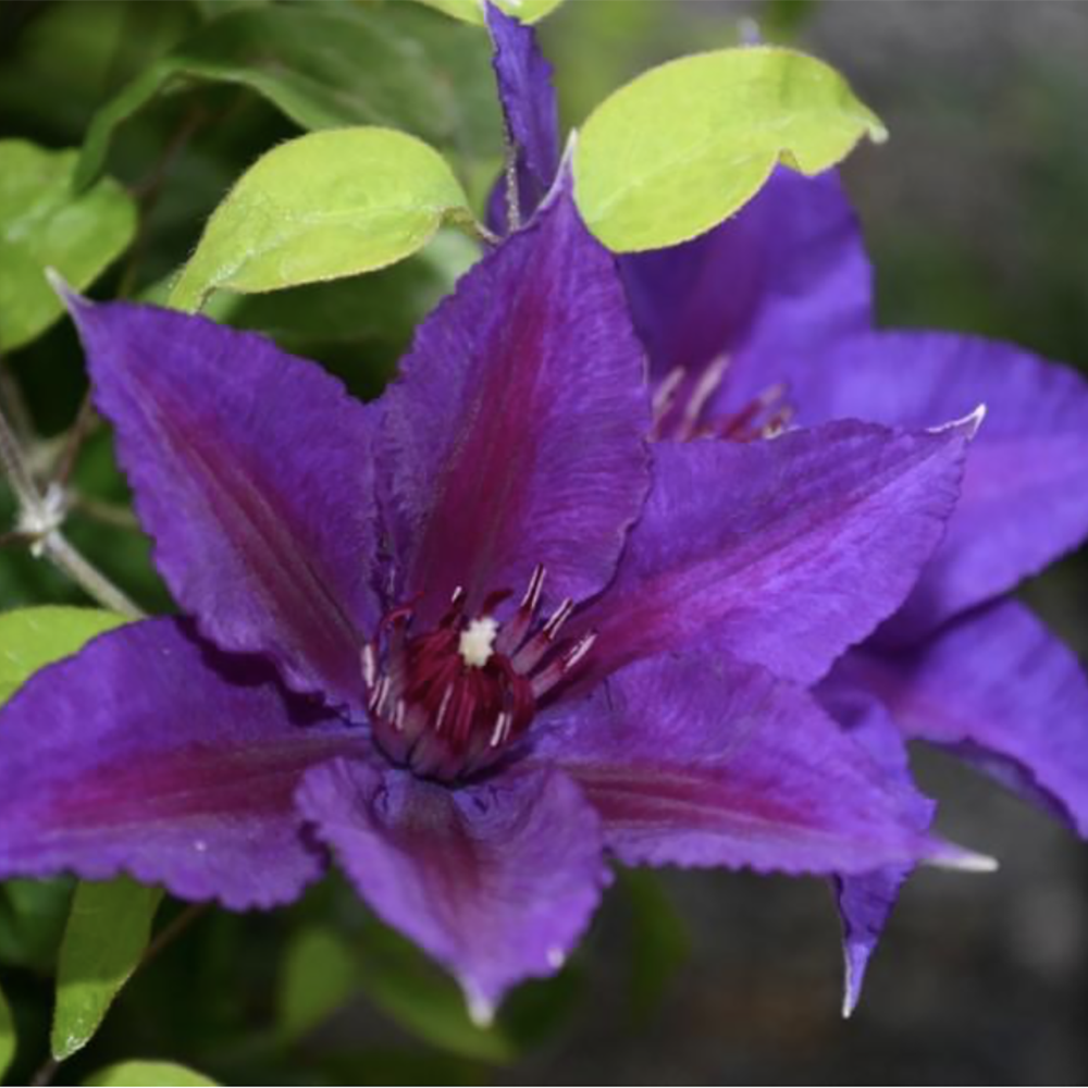Clematis 'Edda'