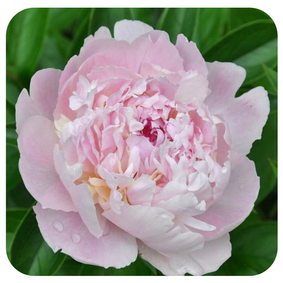 Peony ‘Eden's Perfume’