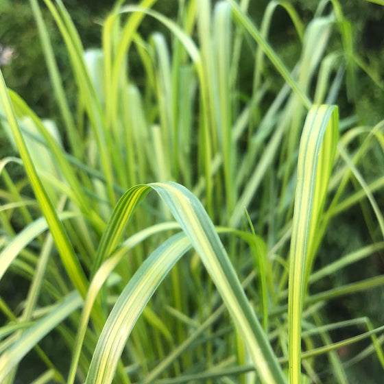 Feather Reed Grass (Calamagrostis Eldorado)