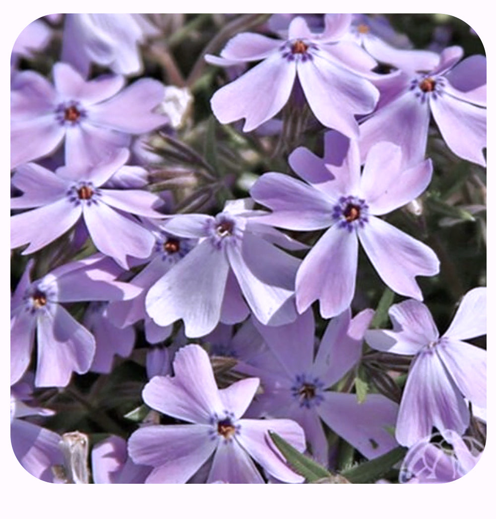 Phlox subulata Emerald Blue (Moss phlox)