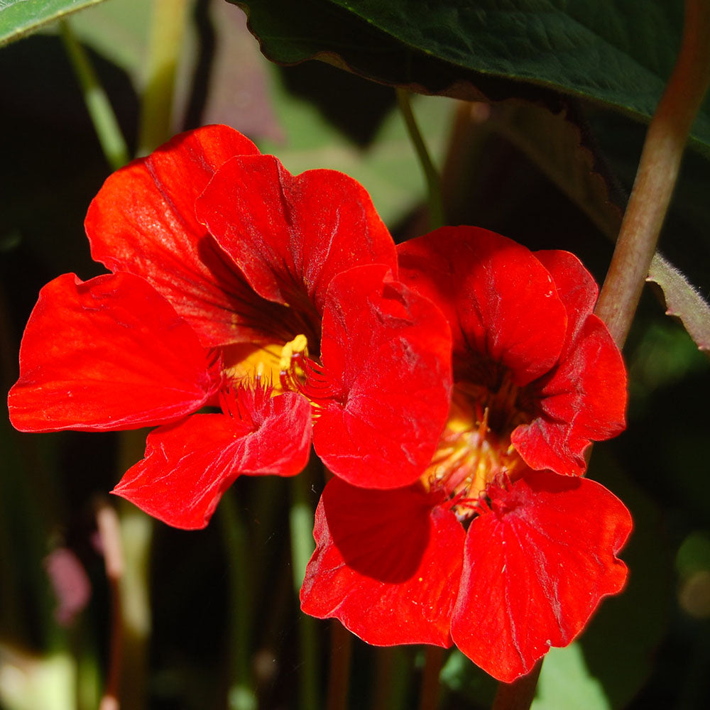 Nasturtium 'Empress of India' ( Edible ) - Organic